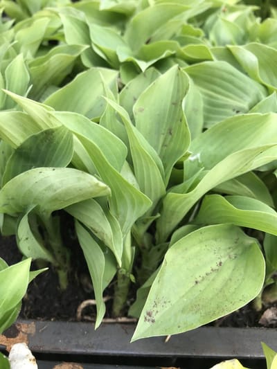 6 x Hosta 'Goldbrook Grayling' (Mini) - Hartlelie - P9 Pot (9 x 9cm) - Dima Vaste Planten