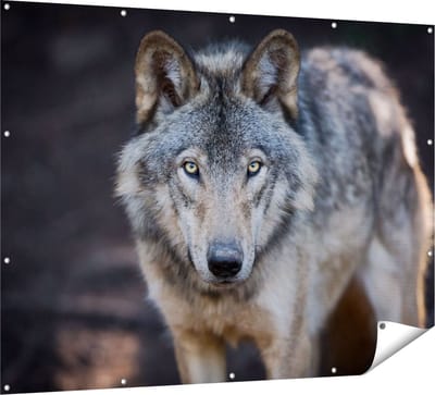 Gards Tuinposter Wolvenkop - Grijze Wolf - 160x120 cm - Tuindoek - Tuindecoratie - Wanddecoratie buiten - Tuinschilderij