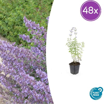 Tuinplantenshop.com | Nepeta 'Walker's Low' | 48 stuks - Ø9cm - 10-25cm hoog - Tuinplant