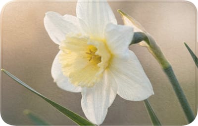 Badmat 80x50 cm - Antislip - Narcis - Bloem - Minimalistisch - Badmatten voor badkamer - Badkamermat - Douchemat - Badkamer mat