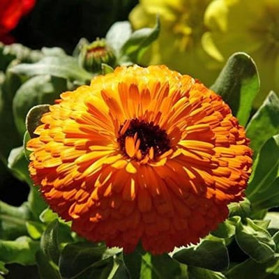 Calendula Zaden - Goudsbloem Zaden - Tuinieren Buiten - Hertbestendig - 40 Stuks - Oranje Bruin