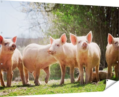 Gards Tuinposter Groep Jonge Varkens - 180x120 cm - Tuindoek - Tuindecoratie - Wanddecoratie buiten - Tuinschilderij