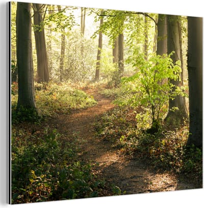 Aluminium schilderij 80x60 cm - Wanddecoratie metaal - Bos - Bomen - Pad - Zon - Planten - Bladeren - Natuur - Metalen muurdecoratie woonkamer - Decoratie industrieel - Foto op dibond - Industriële accessoires slaapkamer