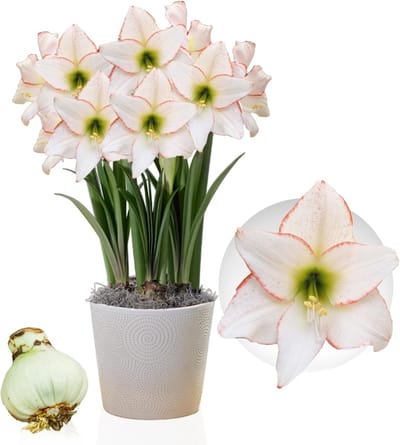 Amaryllis Bol - Picotee - Bloembollen - 1 stuk - Wit - Bloem bollen
