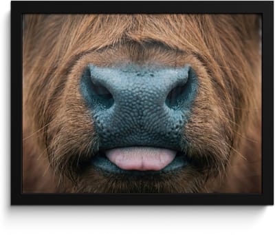 Poster in lijst - Fotolijst 40x30 cm - Posters - Schotse hooglander - Neus - Bruin - Posterlijst zwart - Decoratie - Wanddecoratie woonkamer - Muurdecoratie slaapkamer