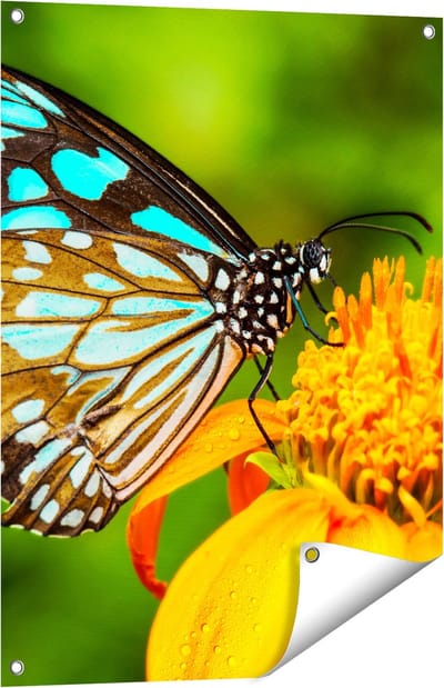 Gards Tuinposter Blauwe Vlinder bij een Oranje Bloem - 60x80 cm - Tuindoek - Tuindecoratie - Wanddecoratie buiten - Tuinschilderij