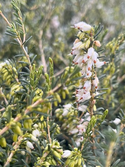 Winterheide Wit - 6 Stuks - Erica darleyensis 'White Perfection' - 1.5L
