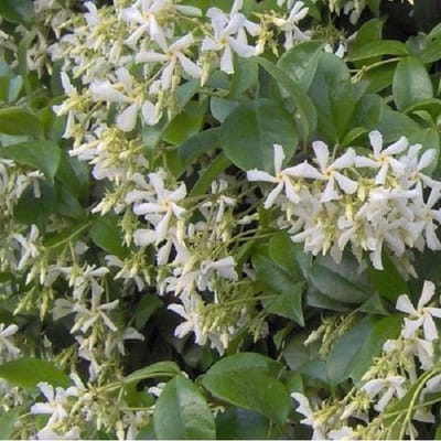 Trachelospermum Jasminoides - Sterjasmijn 30-40 cm pot - Een betoverende Italiaanse Jasmijn voor je tuin
