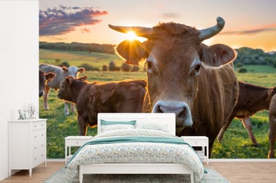 Behang - Fotobehang Koeien - Zon - Weiland - Platteland - Breedte 360 cm x hoogte 240 cm