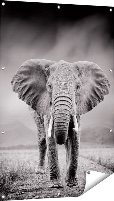 Gards Tuinposter Olifant - Zwart Wit - 80x120 cm - Tuindoek - Tuindecoratie - Wanddecoratie buiten - Tuinschilderij