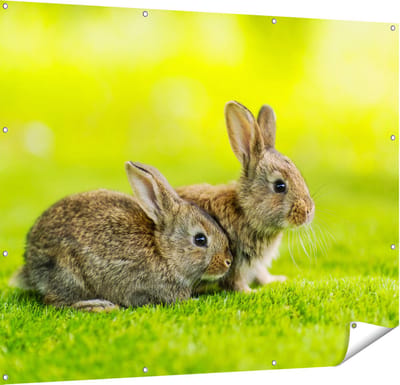 Gards Tuinposter Twee Konijnen op het Groene Gras - 150x120 cm - Tuindoek - Tuindecoratie - Wanddecoratie buiten - Tuinschilderij