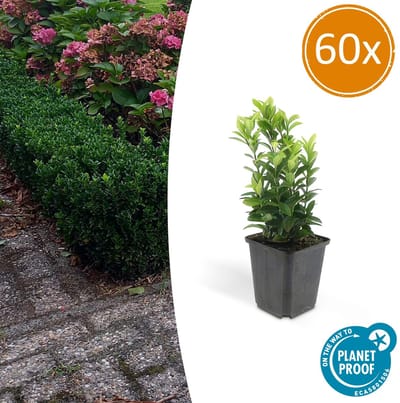 60x Japanse kardinaalsmuts,Groenblijvende Plant, Ideale Haag plant , Euonymus jap. Green Spire - 10-25cm - Ø9cm