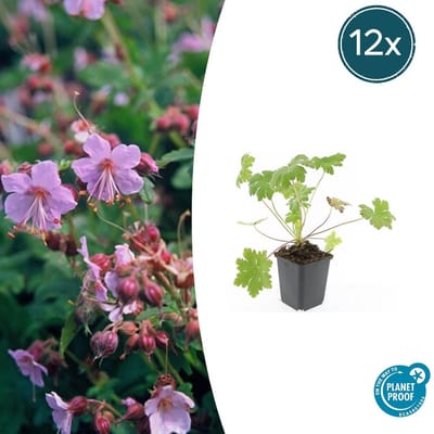 Tuinplantenshop.com | Geranium macr. 'Ingwersen's Var.' | 12 stuks - Ø9cm - 10-25cm hoog - Tuinplant