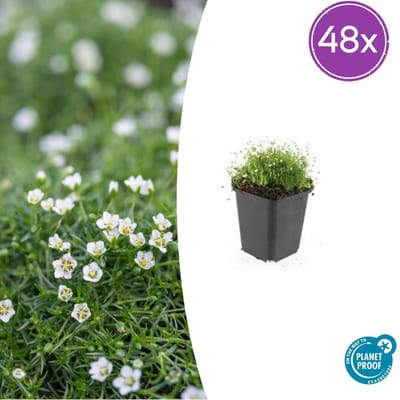 Trendyplants - Sagina subulata - 48 stuks - Vetmuur - Winterhard - Hoogte 10-30 cm - Potmaat Ø9cm