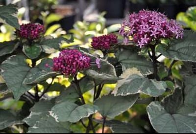 Clerodendrum bungei 'Pink Diamond'® - Kransenboom 40- 50 cm in pot