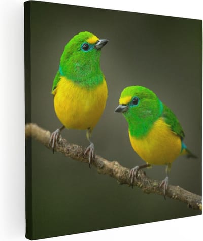 Artaza Canvas Schilderij Vogels - 80x80 cm - Wanddecoratie Vogels Op Tak - Muurdecoratie Dieren - Schilderijen Op Canvas