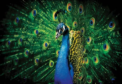 Fotobehang Peacock Bird Feathers | XL - 208cm x 146cm | 130g/m2 Vlies