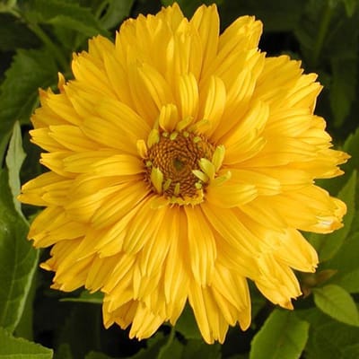 6 x Heliopsis Helianthoides 'Goldgefieder' - Zonneoog pot 9x9cm