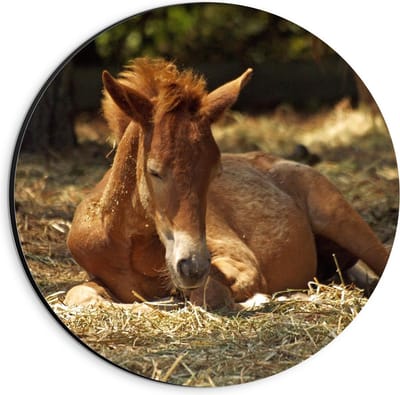 Dibond Wandcirkel - Liggend Bruin Paard - 20x20cm Foto op Aluminium Wandcirkel (met ophangsysteem)