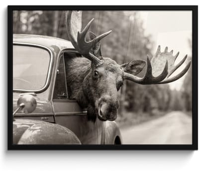 Poster in lijst - Fotolijst 80x60 cm - Posters - Eland - Auto - Gewei - Zwart - Wit - Posterlijst zwart - Decoratie - Wanddecoratie woonkamer - Muurdecoratie slaapkamer