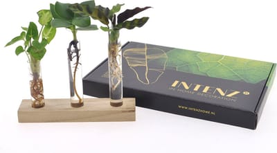 Intenz | Hydroponie | Gift Box | Brievenbuspakje