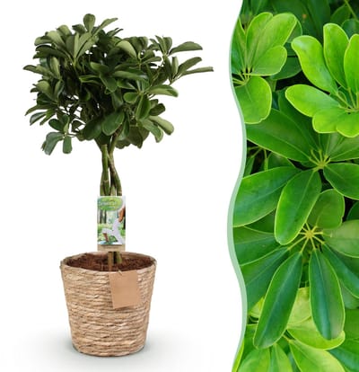 Plantenboetiek.nl | Green is... Schefflera Nora - Vingerboom - Weinig onderhoud - met mand - Groen - Ø21cm - 70-82cm hoog - Kamerplant - Groenblijvend