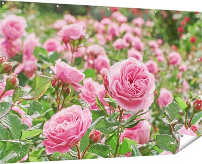 Gards Tuinposter Roze Rozen Bloemenveld - 180x120 cm - Tuindoek - Tuindecoratie - Wanddecoratie buiten - Tuinschilderij