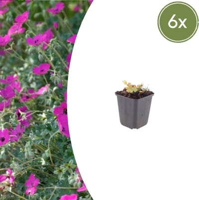 Tuinplantenshop.com | Geranium sang. 'Max Frei' | 6 stuks - Ø9cm - 10-25cm hoog - Tuinplant