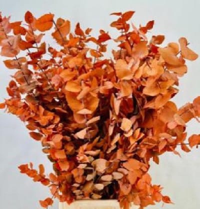 5x Dc eucalyptus stuart.oranje gestabiliseerd 70cm