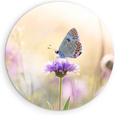 Saammp - Muurcirkel Hout - Vlinder op paarse bloem - Dieren - Natuur - Ø 90 - Wandcirkel - Wanddecoratie Cirkel - muurdecoratie Woonkamer - Slaapkamer decoratie - Rond Schilderij