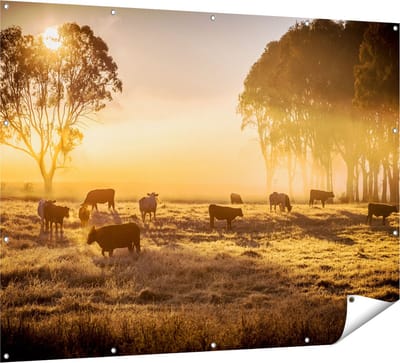 Gards Tuinposter Kudde Koeien in de Wei met Zonsopkomst - 160x120 cm - Tuindoek - Tuindecoratie - Wanddecoratie buiten - Tuinschilderij