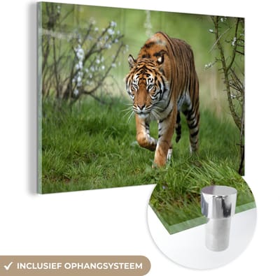 MuchoWow® Glasschilderij 60x40 cm - Schilderij acrylglas - Close-up van een Sumatraanse tijger - Foto op glas - Schilderijen