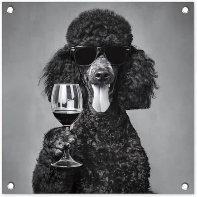 Tuinposter 50x50 cm - Tuindecoratie Hond - Krullen - Zonnebril - Wijn - Poster voor in de tuin - Buiten decoratie - Schutting tuinschilderij - Tuindoek muurdecoratie - Wanddecoratie balkondoek