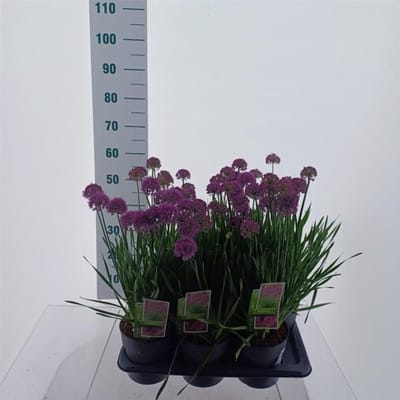 Plants Online BV - Planten - Tuinplanten - Vaste planten - Set van 1 - Allium 'Millennium'