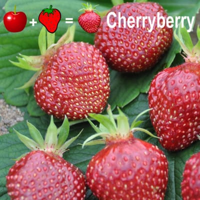 Aardbei (Fragaria) - 2x en planten Cherryberry - Moestuin - Zomerbollen - Voorjaarsbollen - bloeit in Juli / Augustus