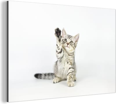 Wanddecoratie Metaal - Aluminium Schilderij Industrieel - Kitten - Poot - Wit - Meisjes - Kinderen - Jongens - Kind - 30x20 cm - Dibond - Foto op aluminium - Industriële muurdecoratie - Voor de woonkamer/slaapkamer