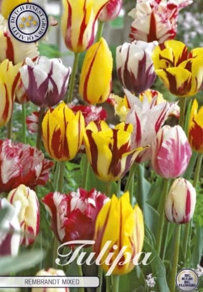 Rembrandt Mixed Single late Tulpenbollen 10 Stuks Bolmaat 12+