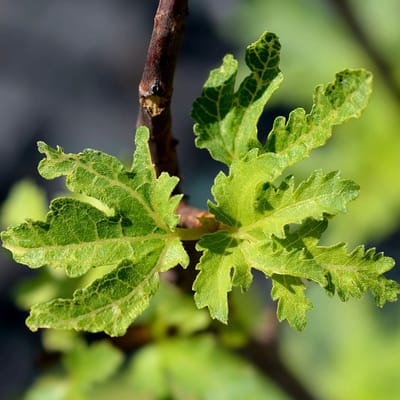 Ficus carica 'Icecrystal', Vijgenboom, 2 liter pot