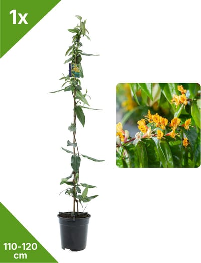 GARDENZO - 1x Gele Bladhoudende Kamperfoelie Lonicera Copper Beauty XXL - in 2 ltr pot- 115-120 cm