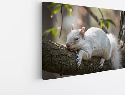 Saammp Canvas Schilderij - Witte Eekhoorn - Natuur - Dieren - 45x30 - Foto op canvas - Wanddecoratie - Muurdecoratie Woonkamer - Slaapkamer decoratie - Canvas Print