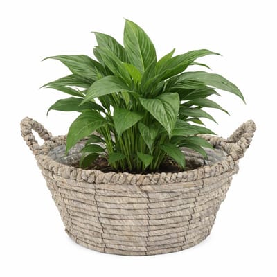 Mega Collections bloemen/plantenmand Sneek - grijs - riet - D25 x H11 cm - bloempot/plantenpot