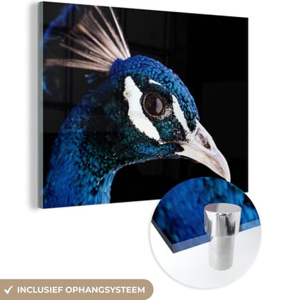 MuchoWow® Glasschilderij 160x120 cm - Schilderij acrylglas - Pauw - Dier - Blauw - Foto op glas - Schilderijen