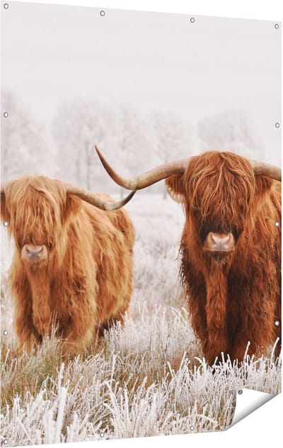 Gards Tuinposter Twee Schotse Hooglander Koeien in de Wei - 120x160 cm - Tuindoek - Tuindecoratie - Wanddecoratie buiten - Tuinschilderij