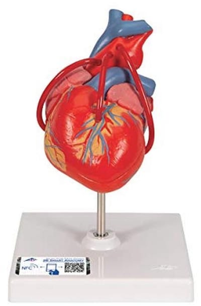 Menselijk anatomiemodel van het hart met bypass, 2-delig en gratis anatomiesoftware