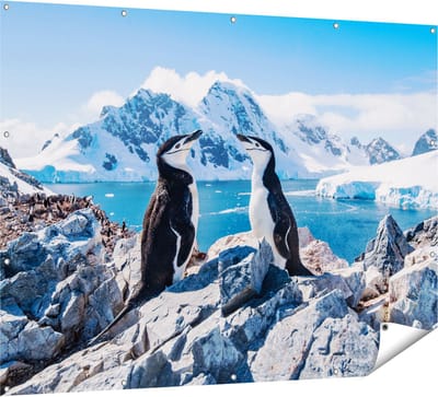 Gards Tuinposter Twee Pingu�ns op Stenen in Antarctica - 160x120 cm - Tuindoek - Tuindecoratie - Wanddecoratie buiten - Tuinschilderij