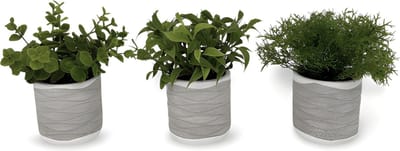 Kunst Vetplanten In Pot 17 cm - 3 st.