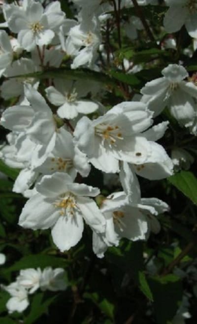 Deutzia rosea ' Campanulata' - Bruidsbloem 40 - 60 cm in pot