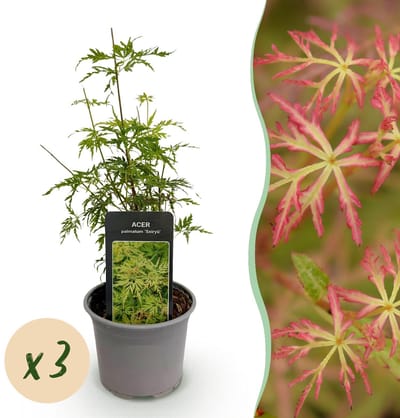 Green boutiQ - Tuinplant - Acer palmatum Seiryu - Groen 3 Planten - Bladverliezend - Weinig Onderhoud - Pot 12cm Hoogte 35cm