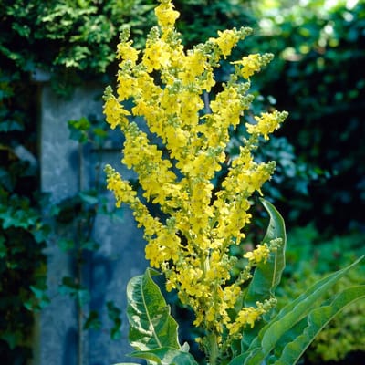 Griekse toorts (Verbascum olympicum) - - Toorts (Potplant) - Vaste planten - Bijen-Vlinders - Snijbloemen - Zomerbollen - bloeit in Juli / Augustus