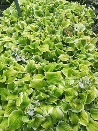 6x Hartlelie - Hosta hybr. 'Fragrant Bouquet' | 9x9 cm pot